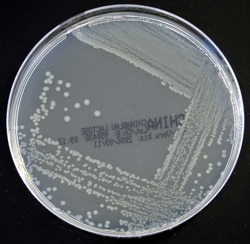 Thermo Scientific Oxoid China Blue Lactose Agar 10 Platten | Buy Online | Thermo Scientific&trade; | Fisher Scientific